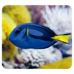 Moses Linterna y proyector animales marinos