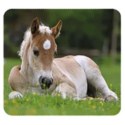 Moses Linterna y proyector bebés animales